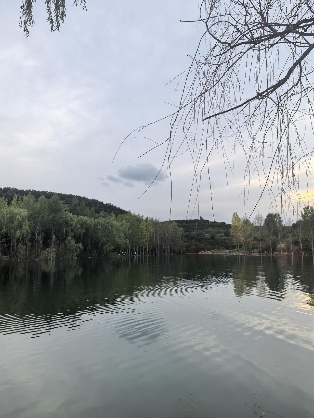 静谧湖畔，树影婆娑，感受大自然的宁静与美好。🍃🌿💦