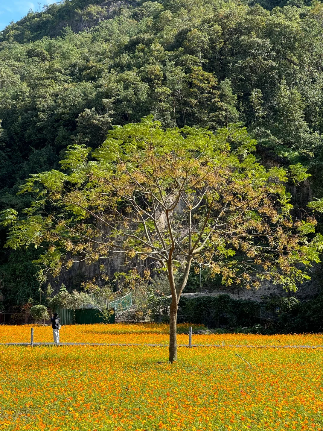 在乐清｜🆓打卡🌼花海，拍照好出片哦！
