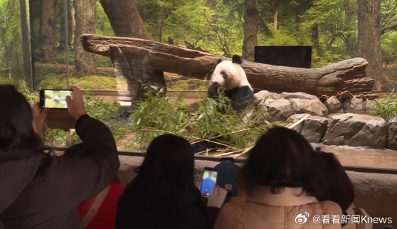 【#大熊猫晓晓蕾蕾踏上回国之旅#】当地时间1月27日，装载旅日大熊猫“晓晓”和“