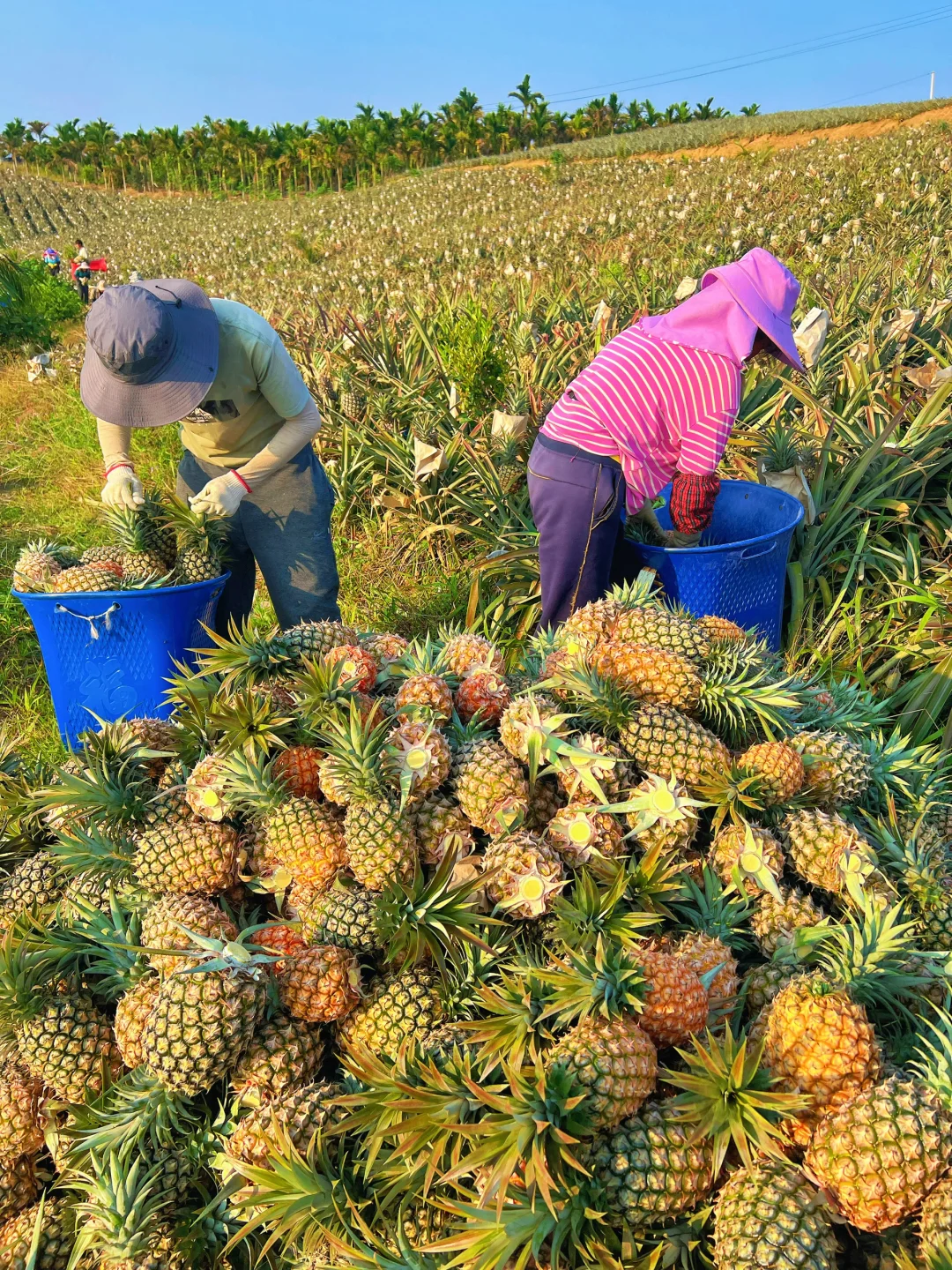 只卖自然熟！不要拿我跟点💊催熟的比价格