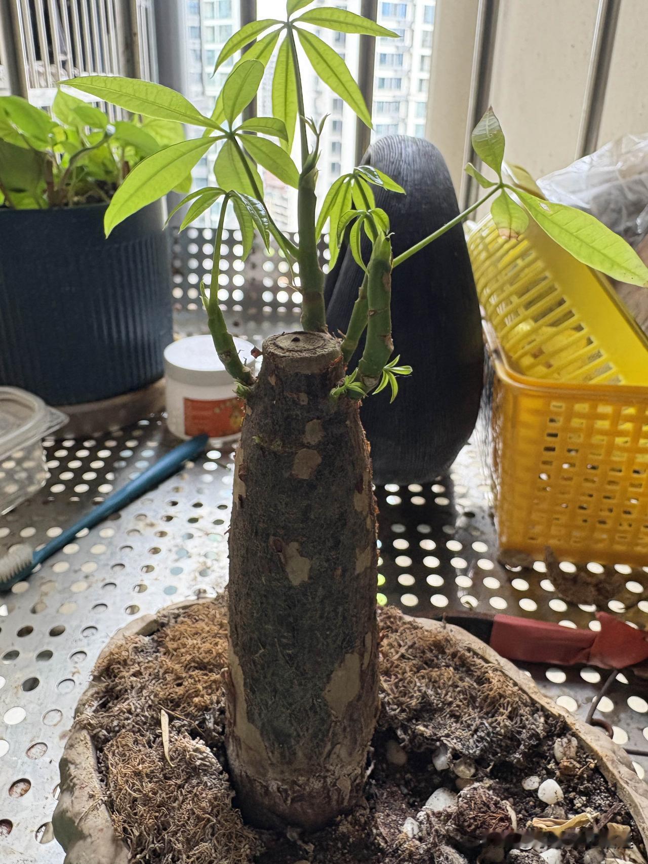 我真的一点儿都不喜欢那种爱占便宜的亲戚！

2026年我想通了，我不想因为这些鸡