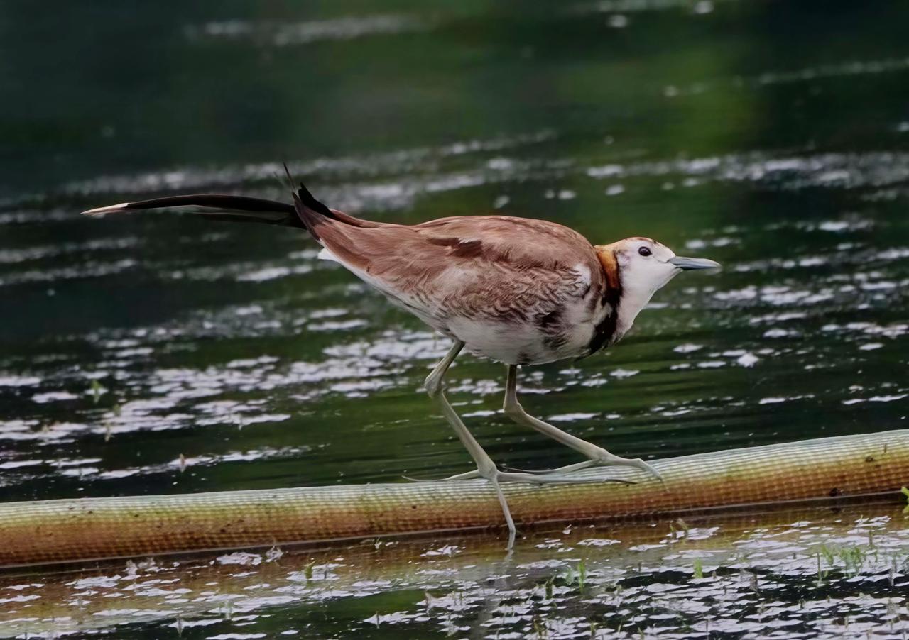 流花湖公园里的过客