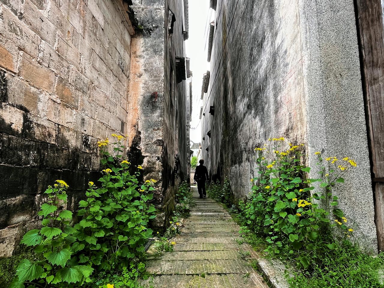 【原创】
皖南黟县古村落
回家的小巷开满了花……