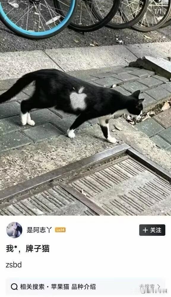 苹果猫