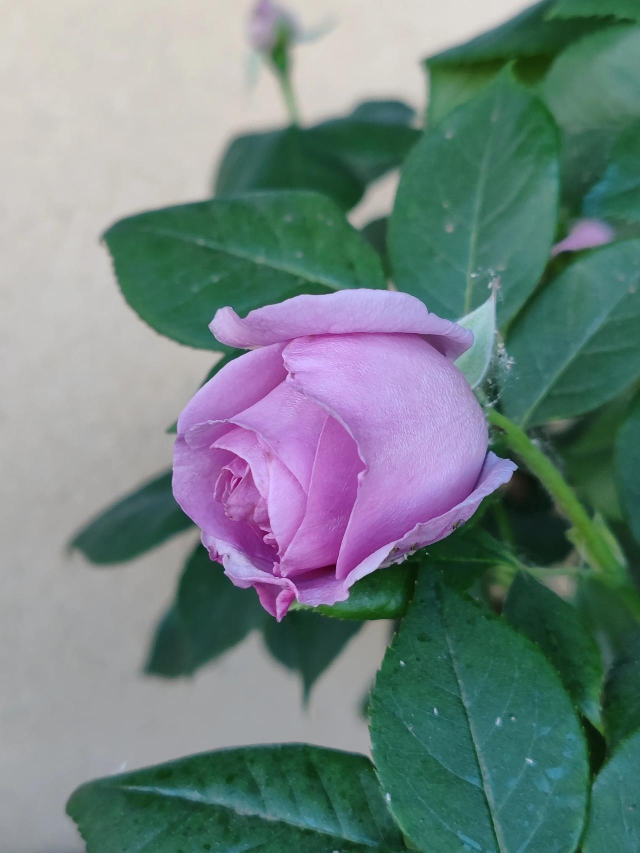 分享拍摄的月季花