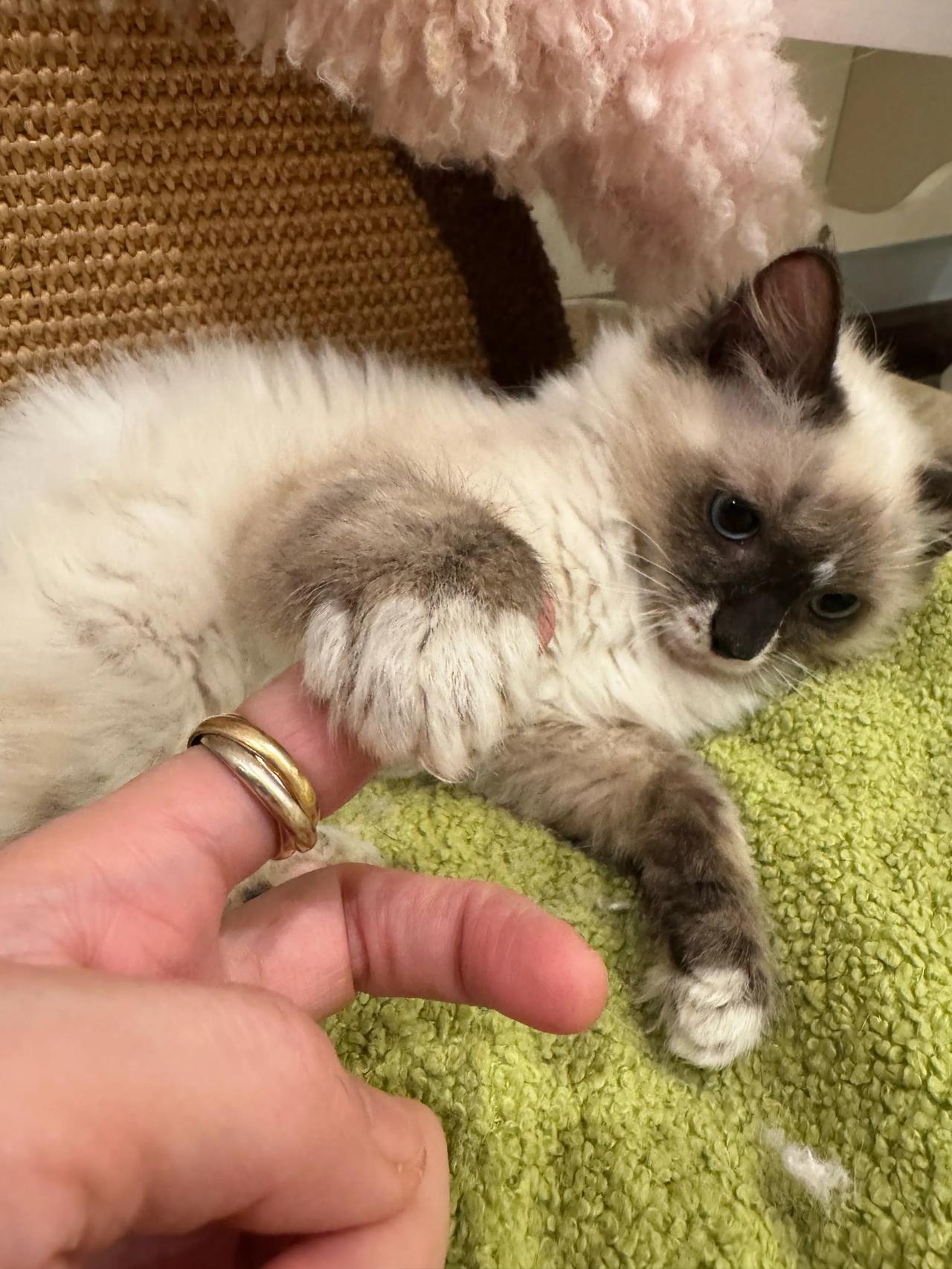 小布的菊花又收拢了一些，长势良好！摸一下怎么了？怎么啦！！
猫咪