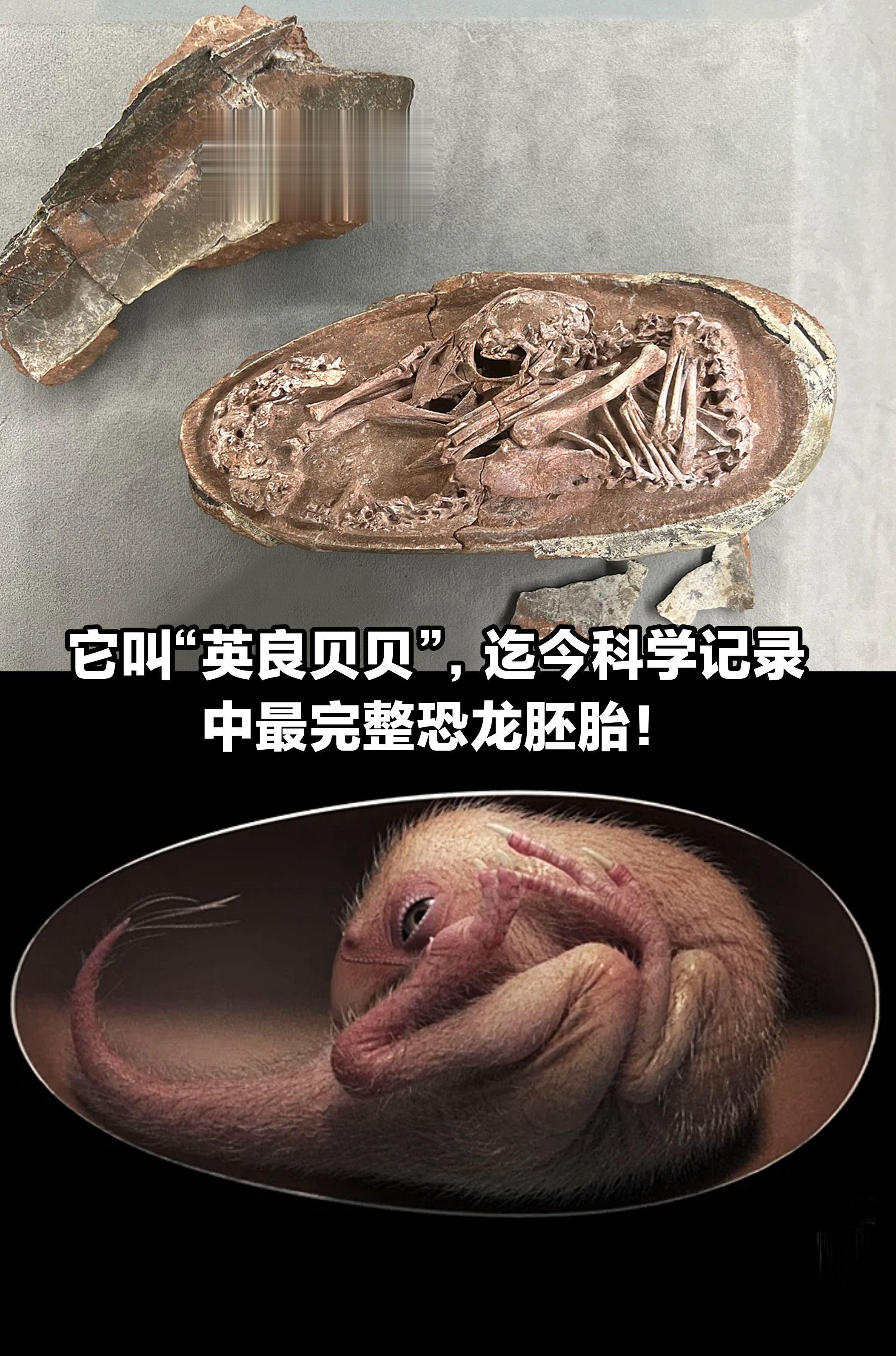 它叫“英良贝贝”，最完整的恐龙胚胎化石。