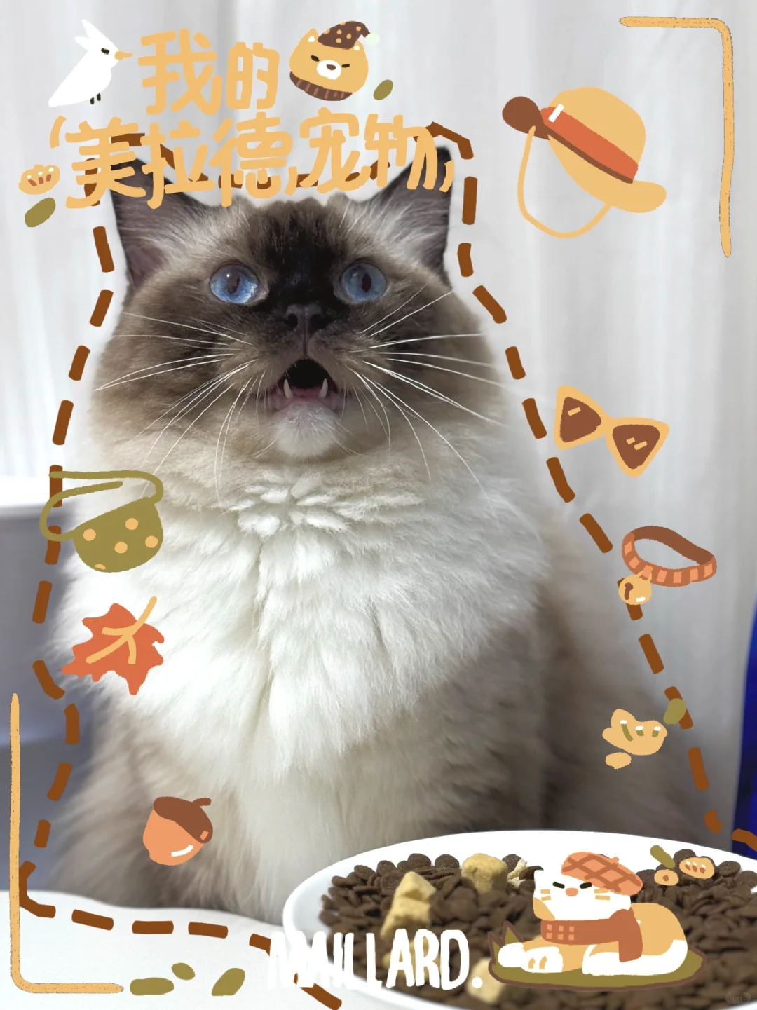 不挑食的猫咪最可爱