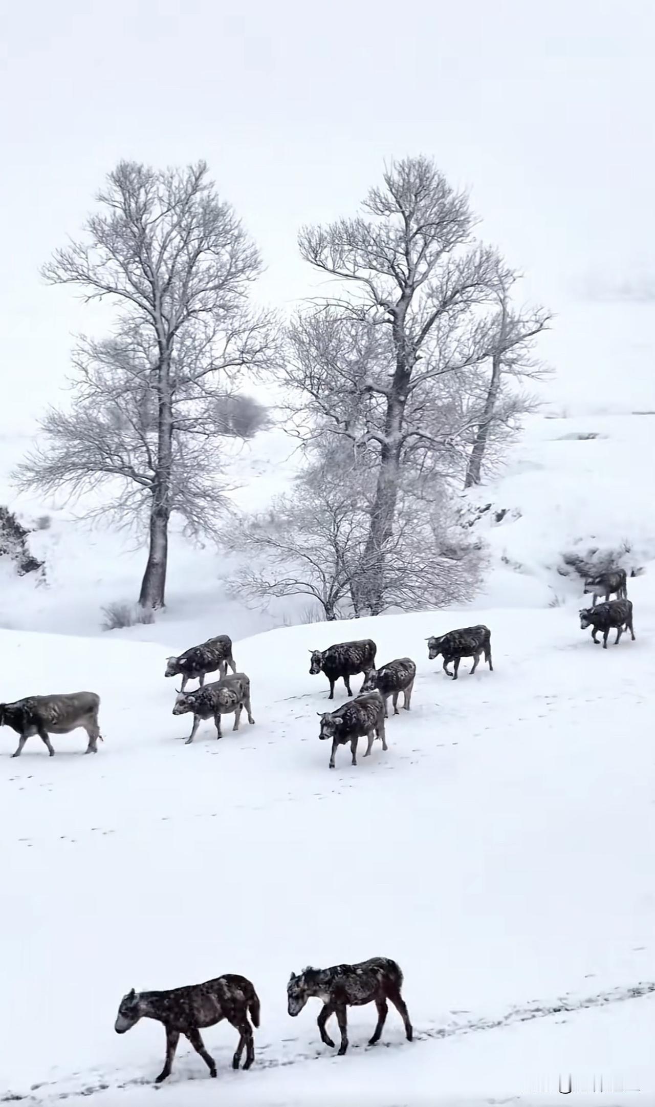 新思维：自己能抗，就别声张

我们总以为，坚强是要喊出来的，是要让别人看见的。可