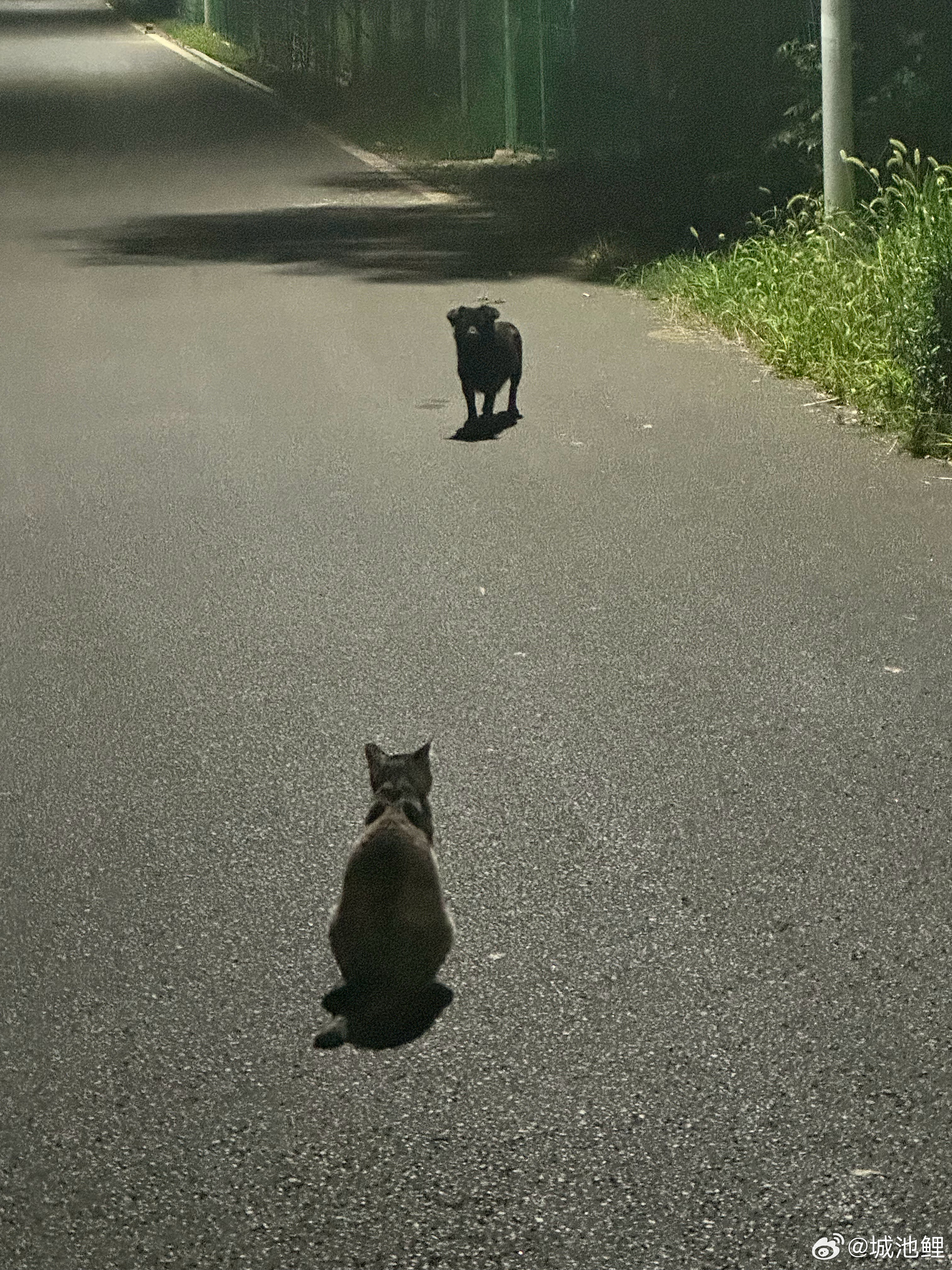 猫猫队开大会🐈🐈⬛前几天师妹带我去湖边的路上碰见了这几只小猫 当时没带猫粮 
