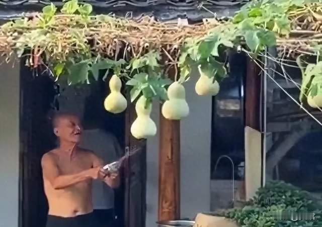 7块钱种出顶流！绍兴葫芦小院为何全网破防？