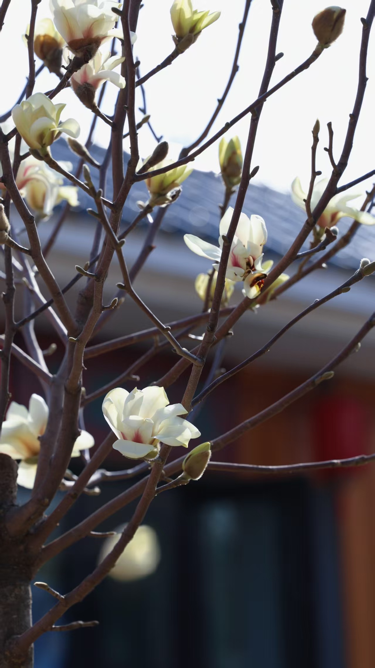 友谊公园新植玉兰添雅韵 书香花香共绘春日盛景 近日，友谊公园匠心添景，五株姿态秀
