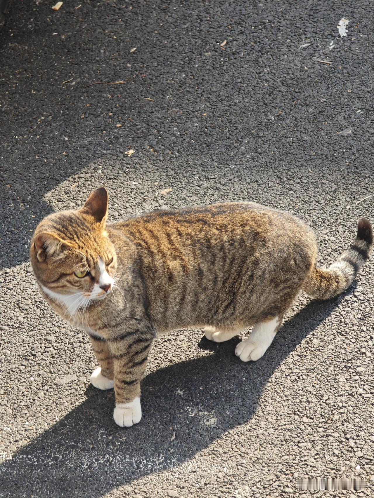 周仓: 此人极其雄壮，连我都被他抓伤三处。
关羽: 来者何人，报上名来。
狸花: