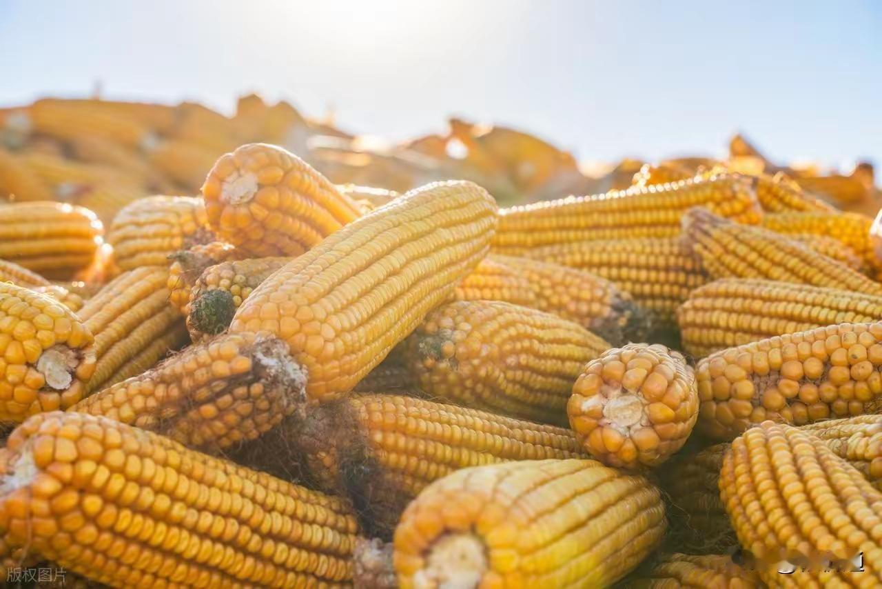 玉米“一夜反转”！11月26日玉米报价：今日全国玉米市场，东北吉林、辽宁、内蒙古