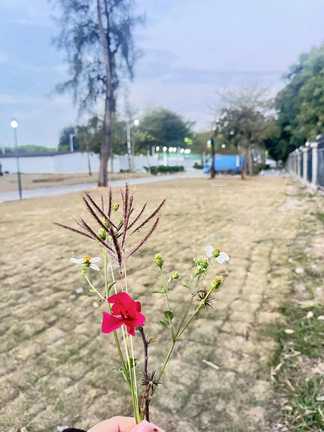 小时候捡的花，现在长大了也喜欢