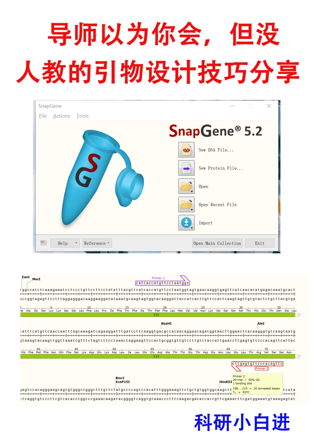 🔥导师以为你会，但没人教的引物设计技巧分