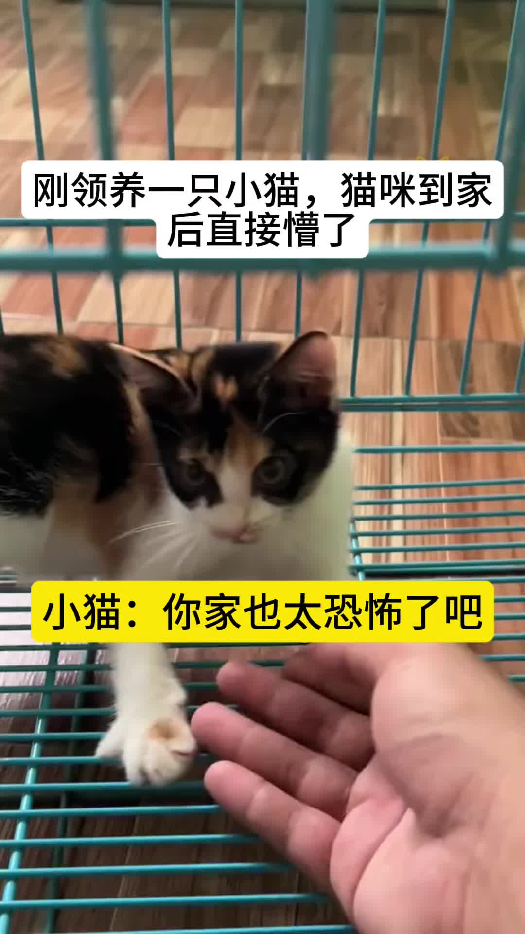 哥哥姐姐们还给给它开个欢迎会