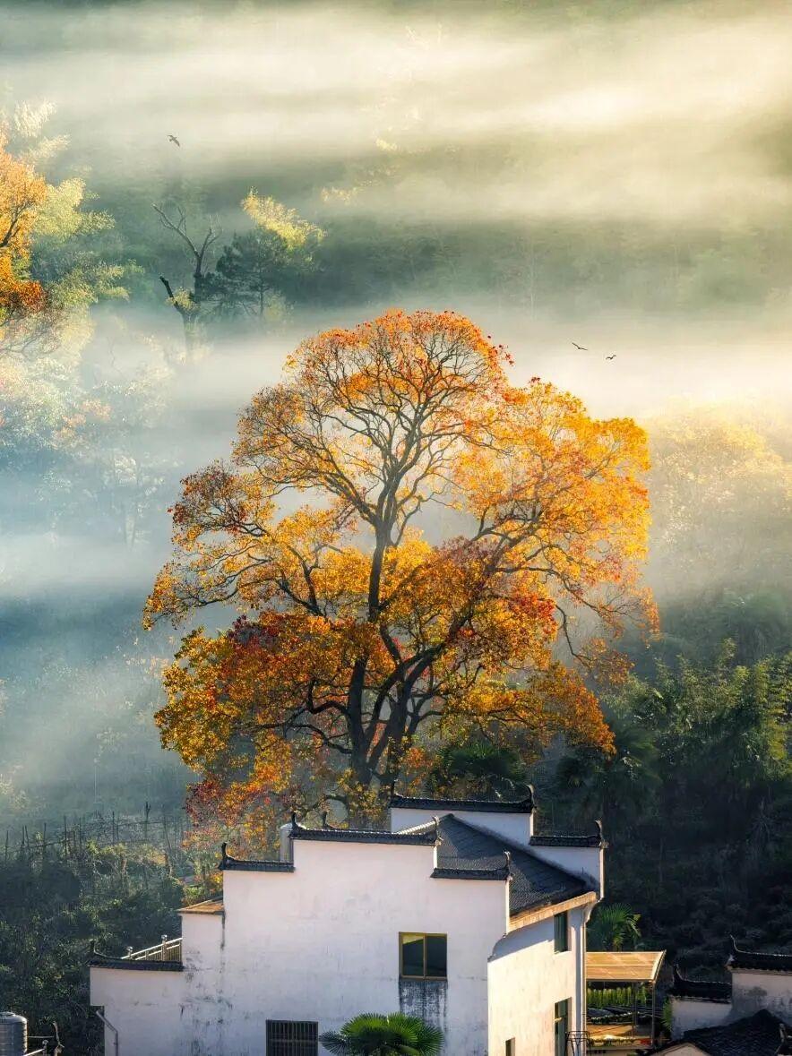 在被《国家地理》评为“中国最美乡村”的江西婺源篁岭，藏着一棵能把古诗意境具象化的