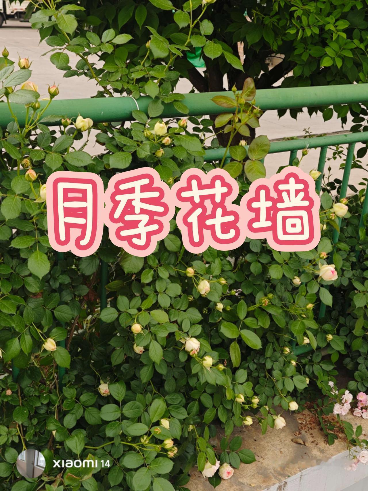 你分得清哪个是玫瑰，哪个是月季吗？粉色蔷薇花墙