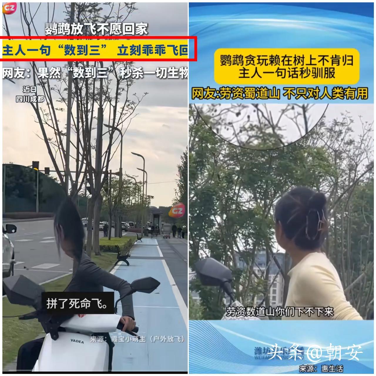 太好笑了！

川渝专属“终极威慑”，居然连鹦鹉都听得服服帖帖，这默契真的没谁了！