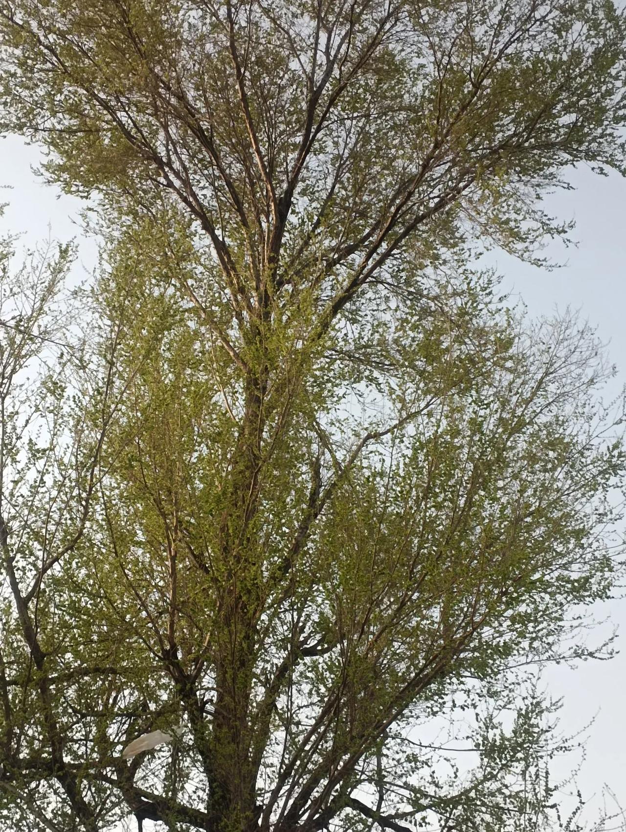 老家情怀！
  昨天回了趟老家，感慨万千。
   在村子里溜达溜达，好多不认识的