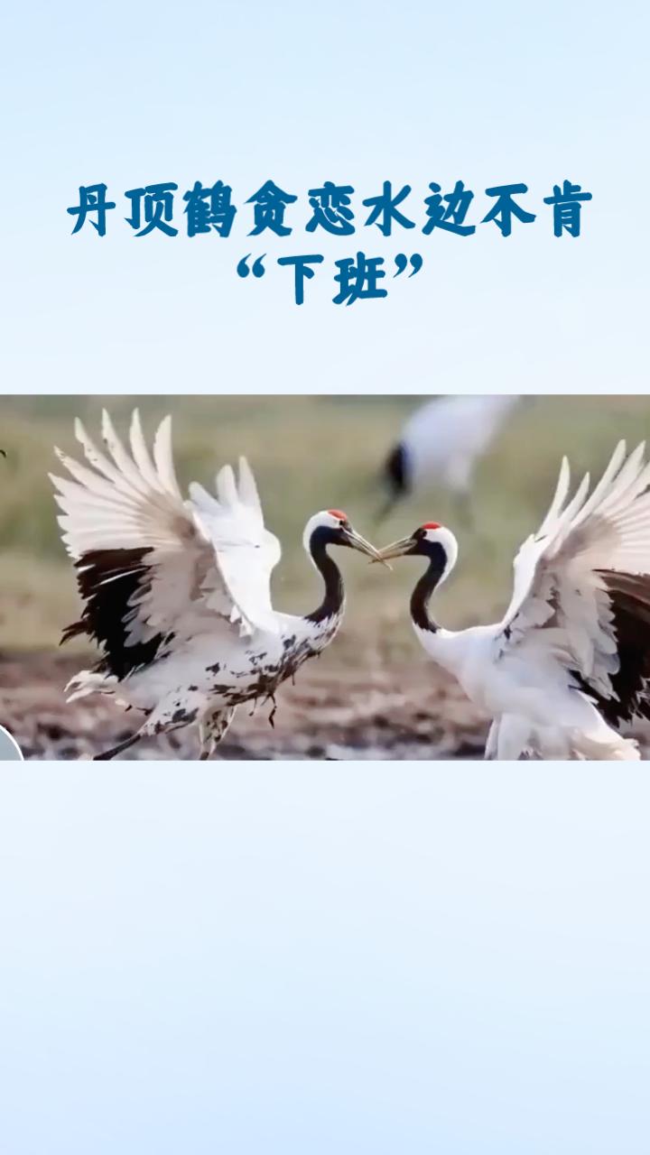 饲养员一把抱起贪玩丹顶鹤，身后鹤群竟列队跟随，这是“一键跟随”还是“仙鹤幼儿园”