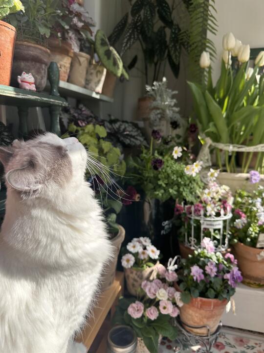 小猫咪和小花园～