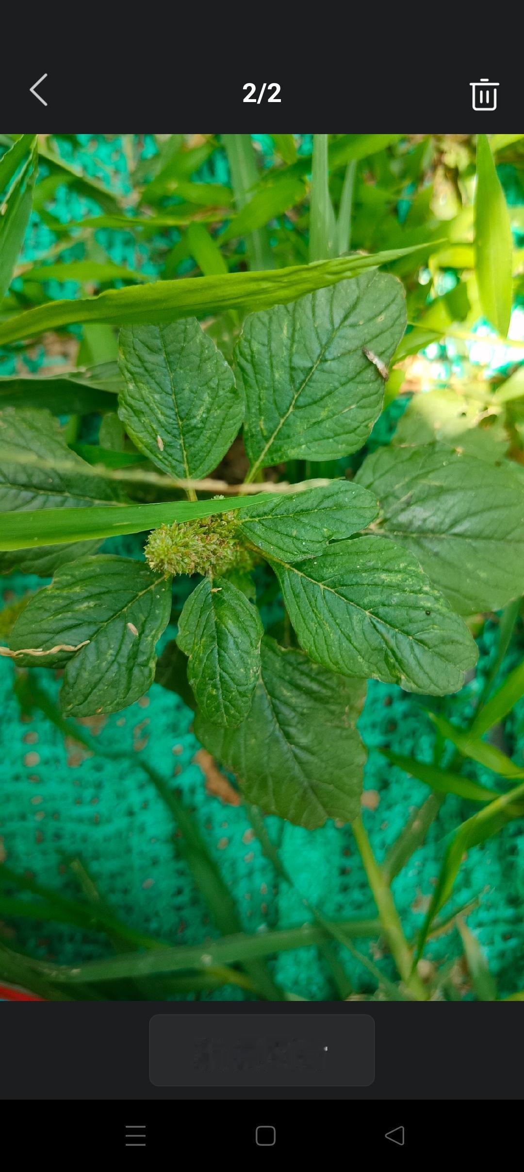 认识这个野菜吗？
周末需要放松，有的人去公园逛逛，拍一拍花草，拍一拍美景。
我无