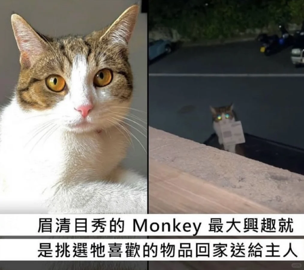 惊喜猫猫