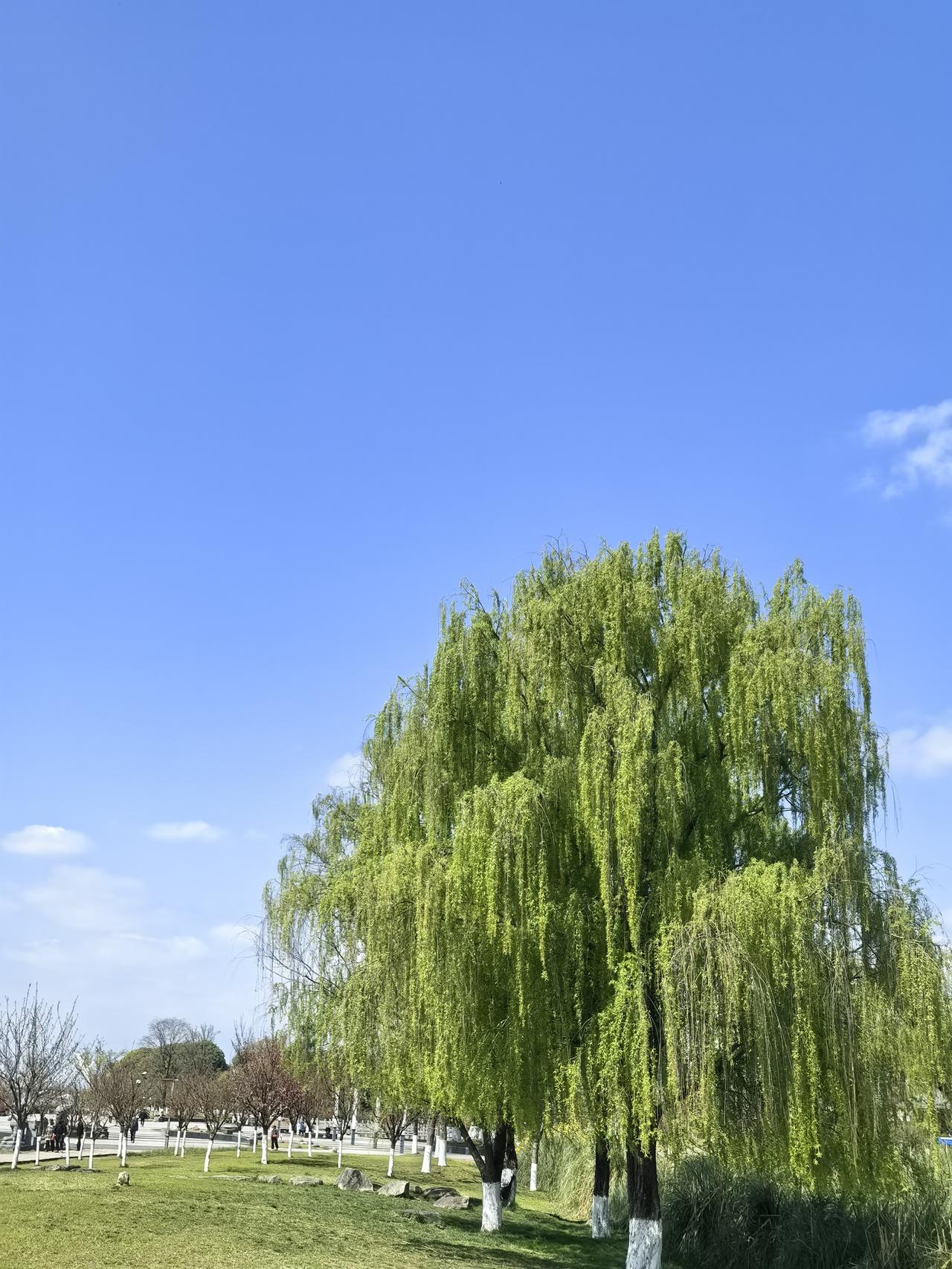 春日生活打卡季