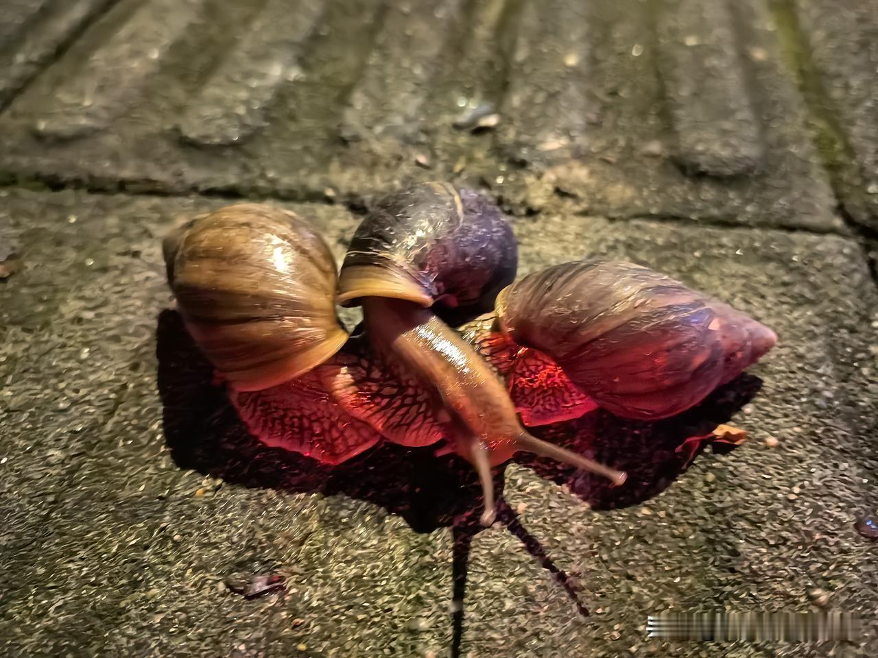 最近，福州西湖公园附近路边，经常看到大量的非洲大蜗牛！尤其今晚，看到它们居然聚集