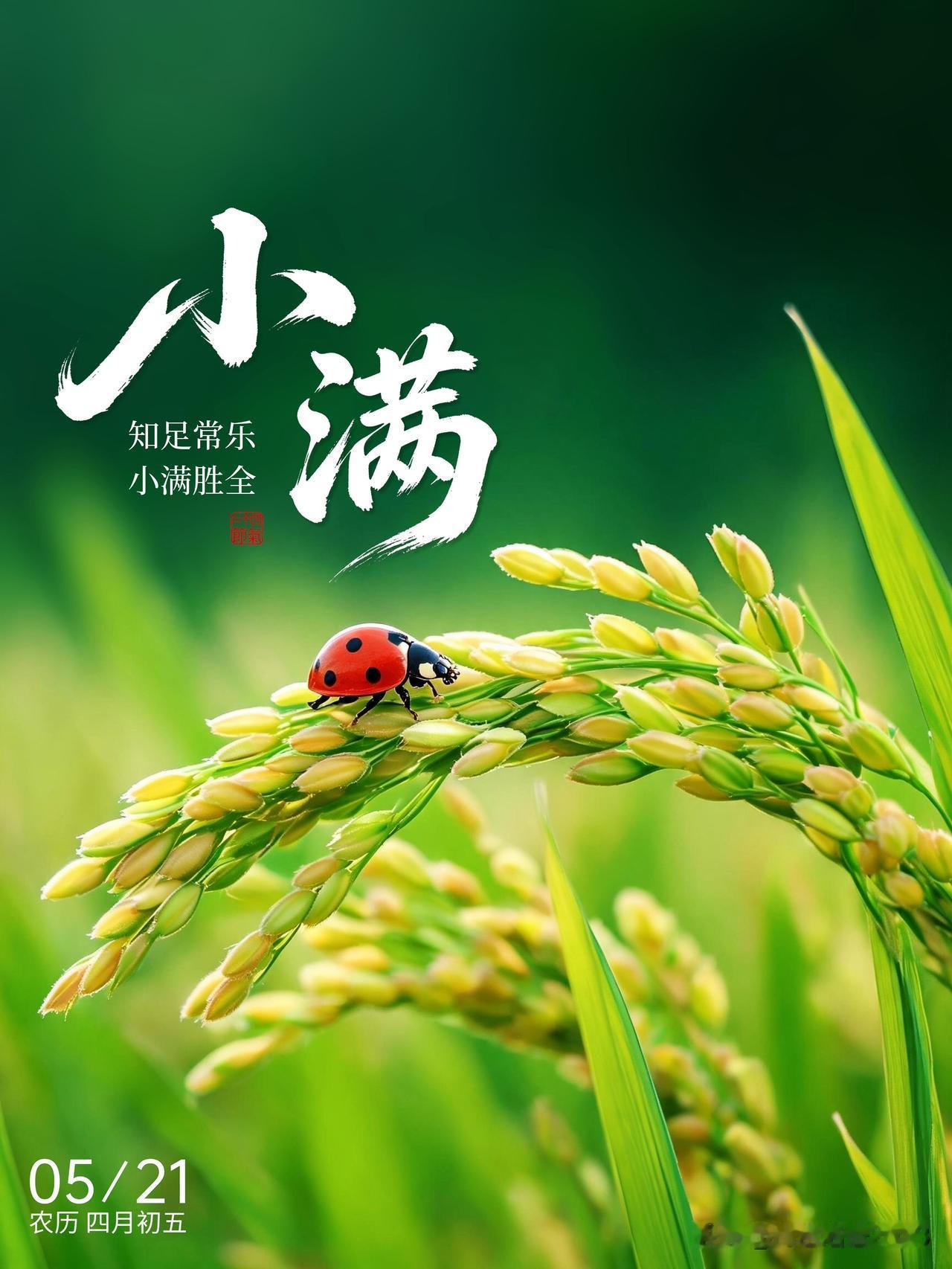 ²⁰²⁶/₀₅.₂₁ 周四｜一键复制发⭕，今日小满，万物可期🌾✨
① 🌻 晨