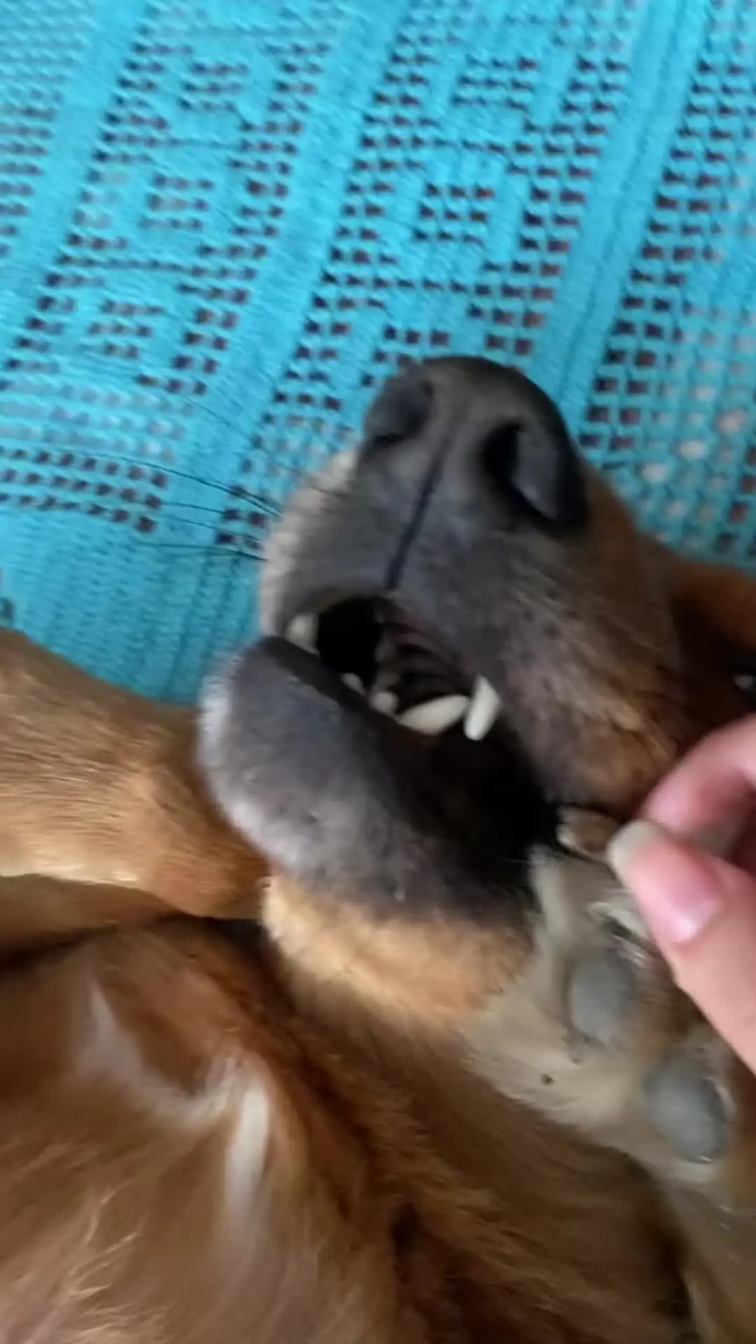 狗狗发现自己失宠
