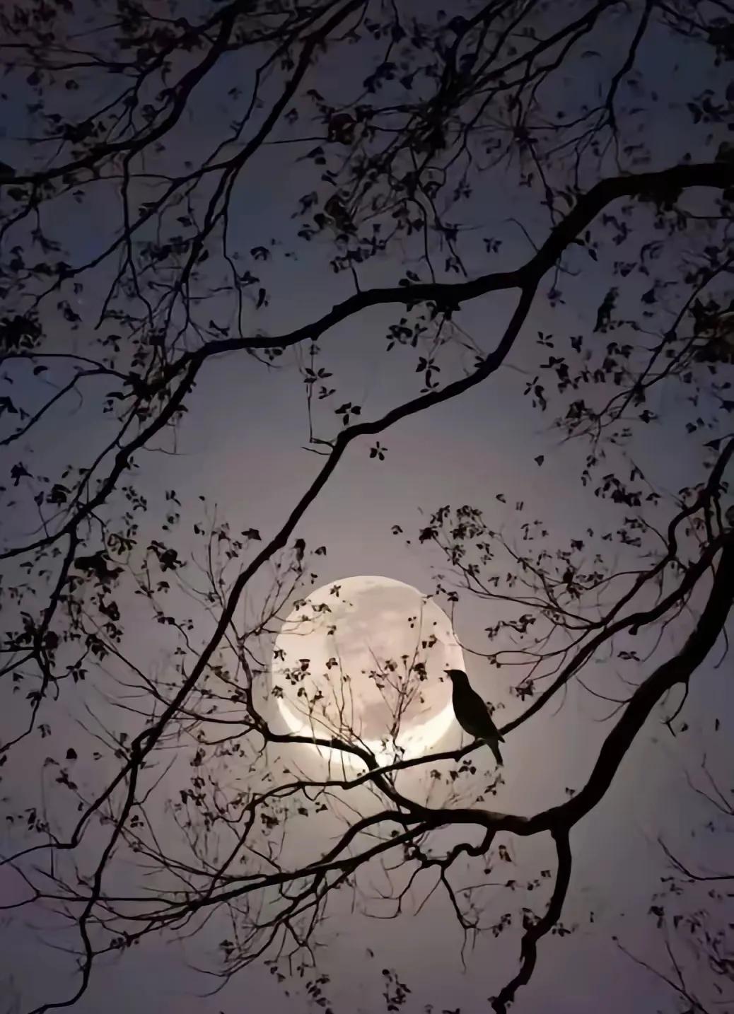 上联：？？？
下联：月影梦寒伴清欢。