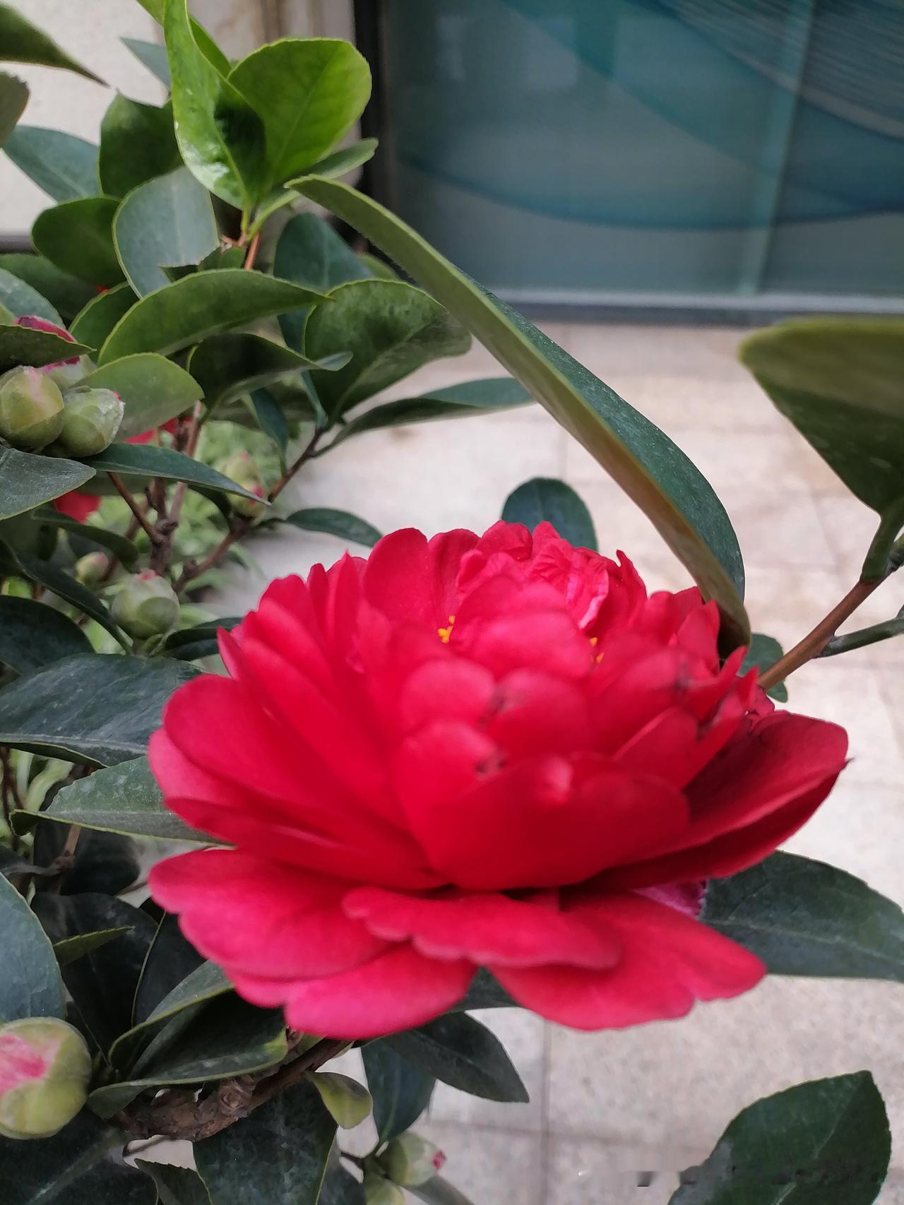 谁有好看的花卉图片分享下