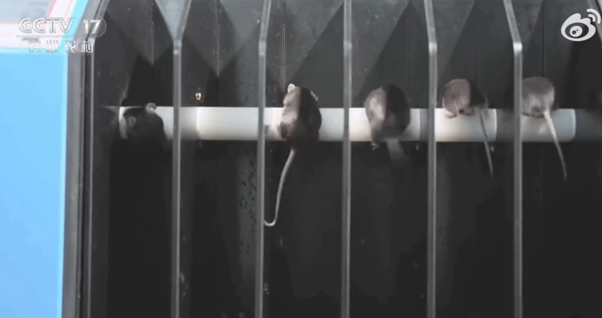 鼠鼠我啊要上太空了 鼠鼠鼠鼠航天员，300选4，选拔同样还是很严格的，还回来吃饭