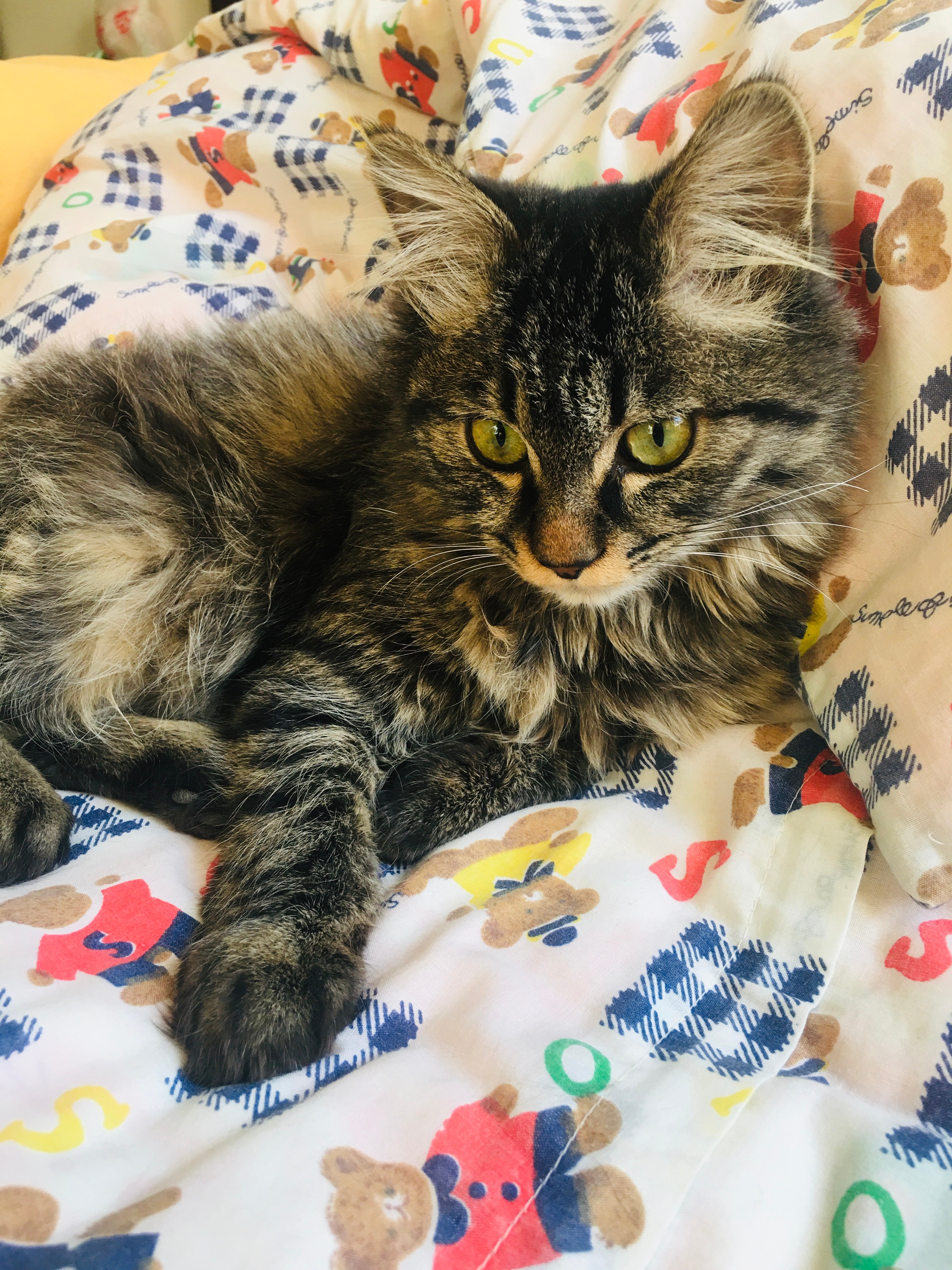洗完脸后还赖在床上的的精神小猫🐱芝麻糕 猫咪日常 可爱萌宠 