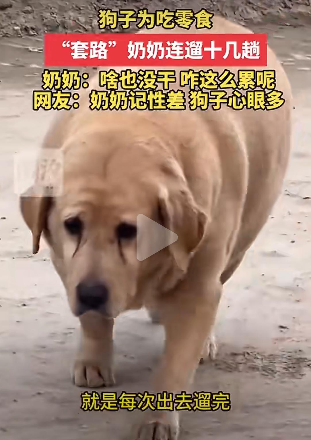 江苏一位奶奶，最近被自家狗子“套路”了。

事情是这样的：狗子想吃零食，但每次吃