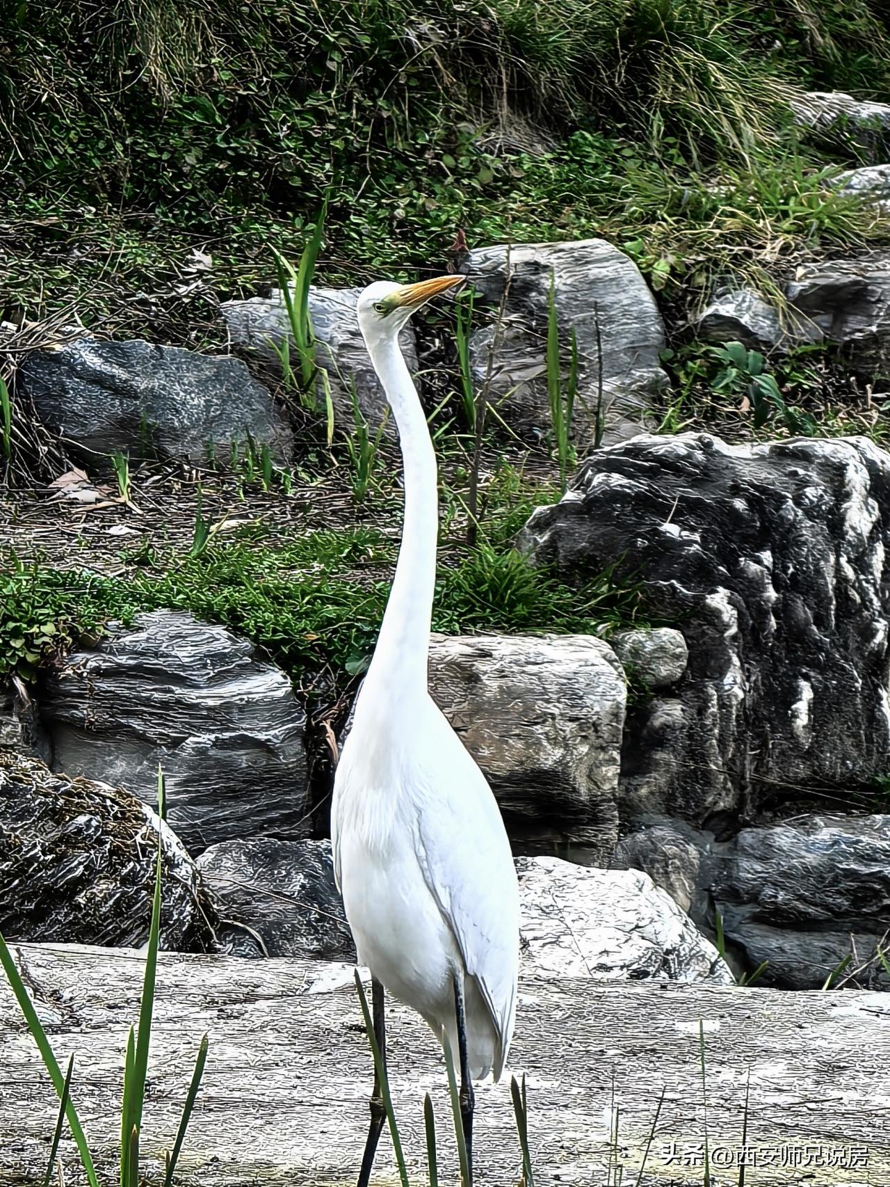 造物主真是神圣啊，你瞧瞧这仙鹤多漂亮！
