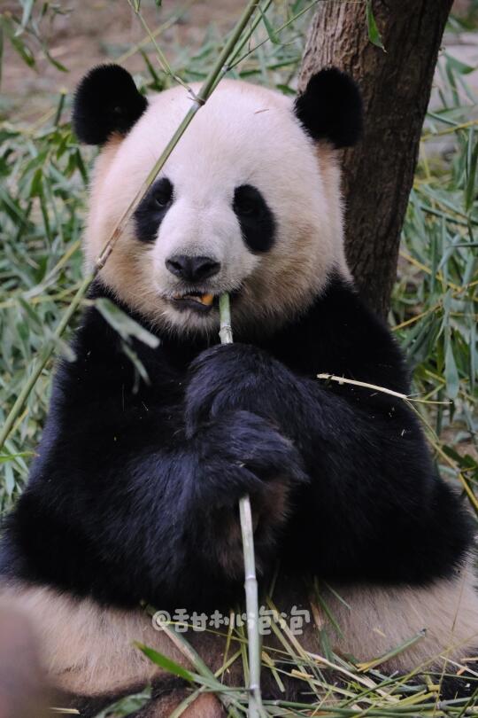 【大熊猫启启】奶呼呼的小熊