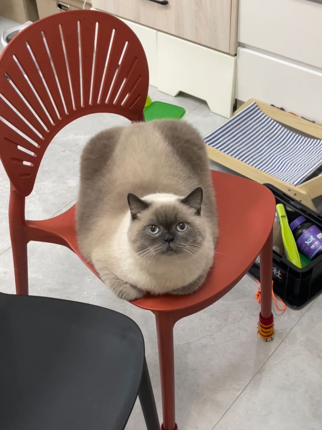 宝宝你真的像一块麻将🀄️