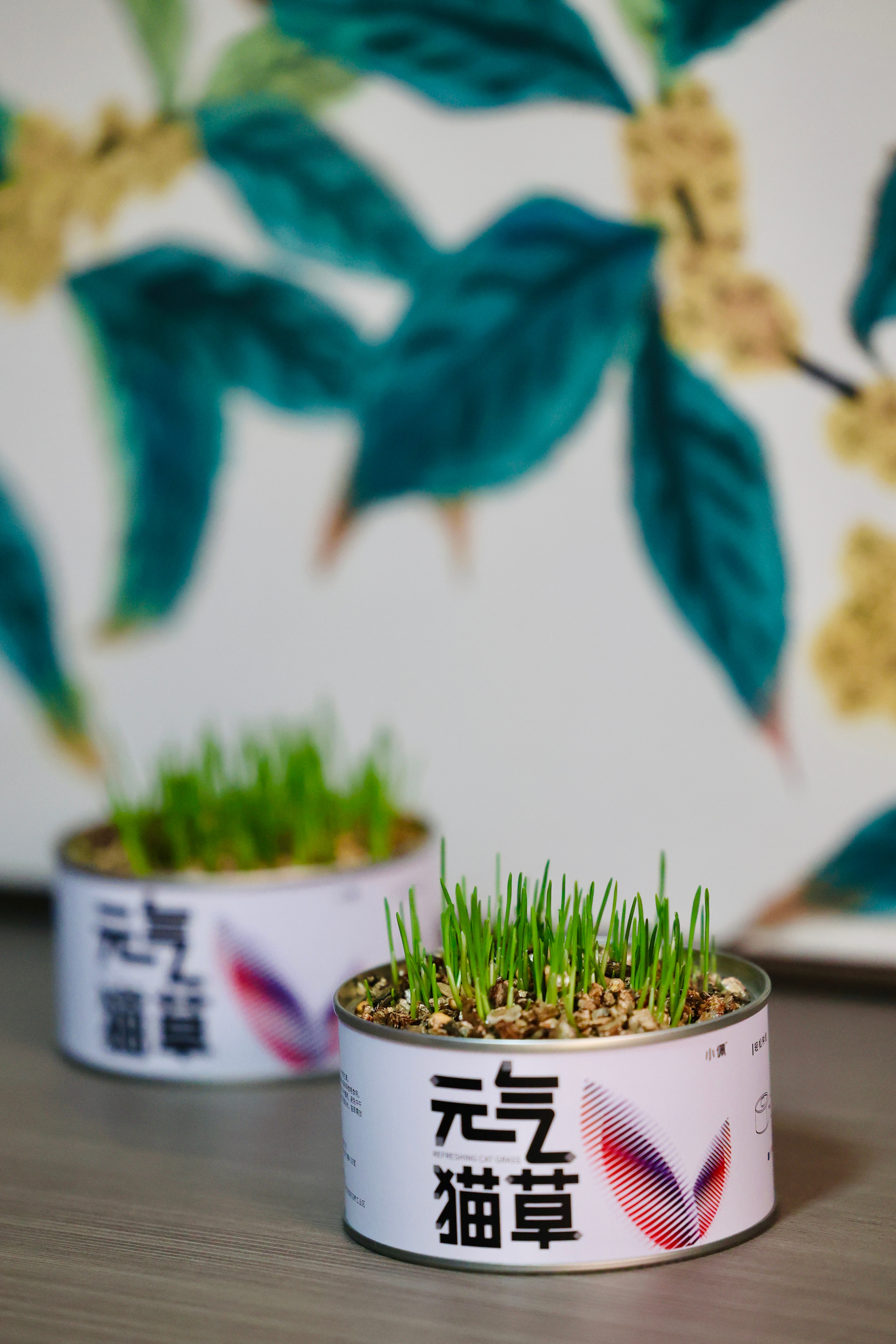 种的猫草发芽啦[耶] ​​​