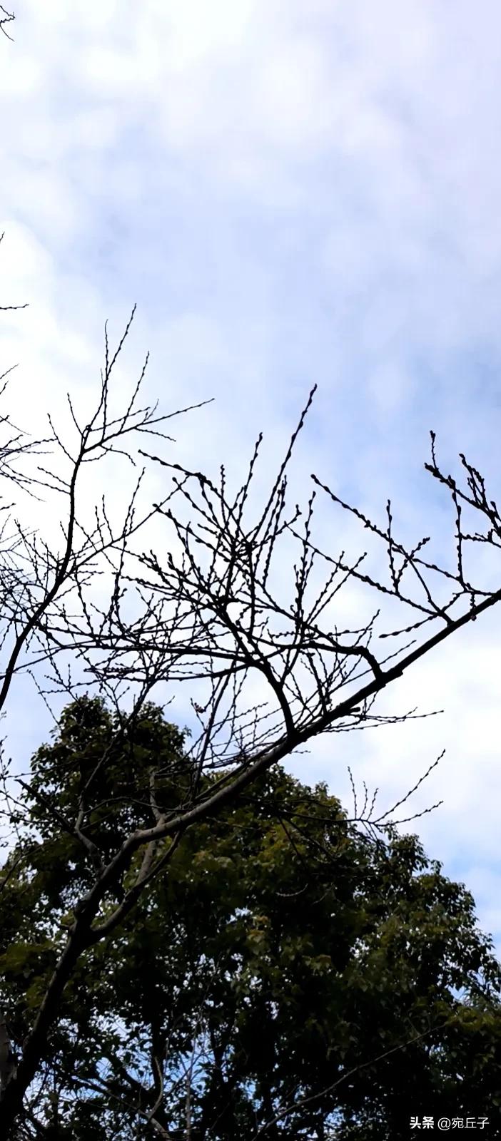 不知道准确不准确，野生的桃树基本都是东南方长的，今天路过野树林，很多的桃树大部分