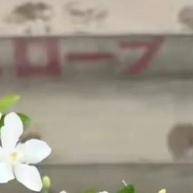 锡兰水梅（小众浓香白花灌木）外观：洁白五瓣小花，清新淡雅，花香柔和，开花量大，很