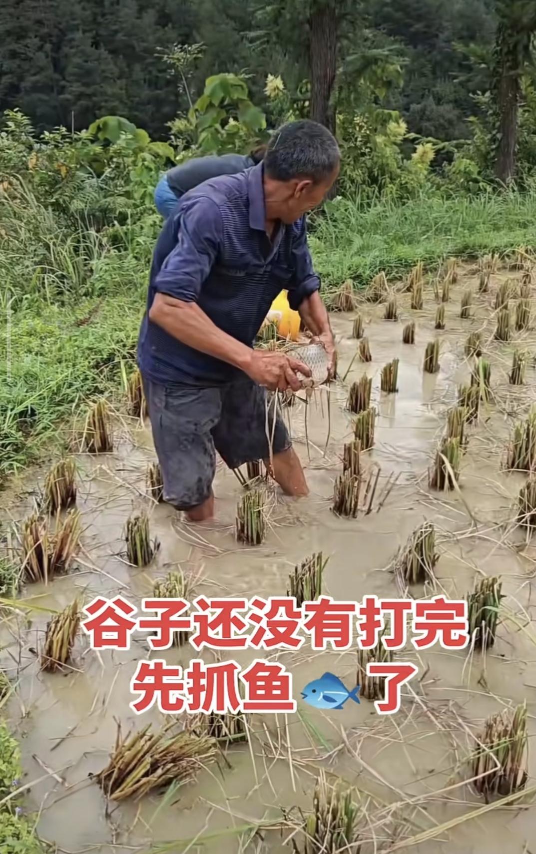 看到这些视频，估计不找七零后，八零后从农村走出来的人，都会很有感慨。当年农村打谷