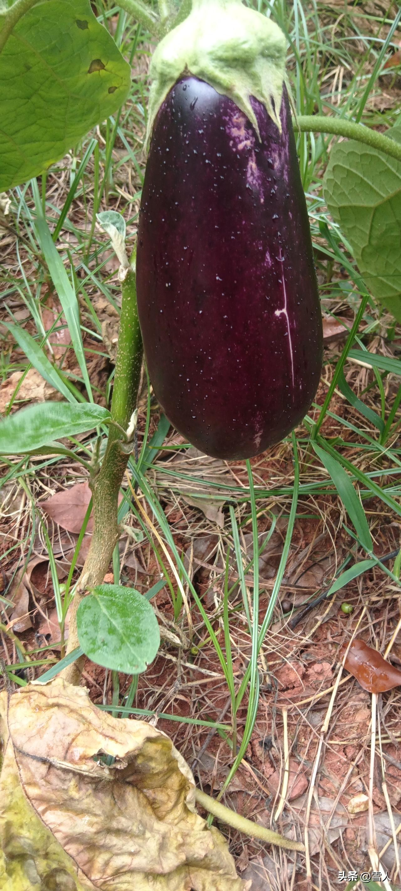 永州美食紫茄子酱菜分享，入夏菜园茄子挂满枝头，油亮紫皮饱满多汁，每到这个时节，永
