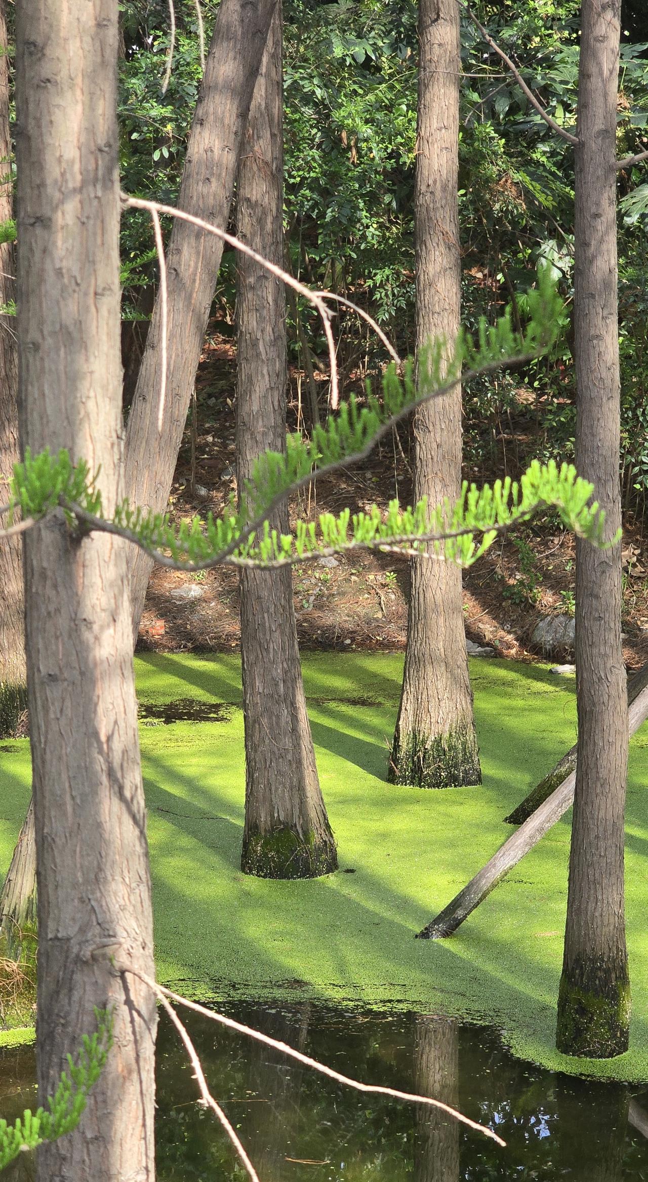 晒图笔记大赛清明时节的徐州云龙湖游人如织，湖南侧的一片池衫林成了出外踏青游人的打