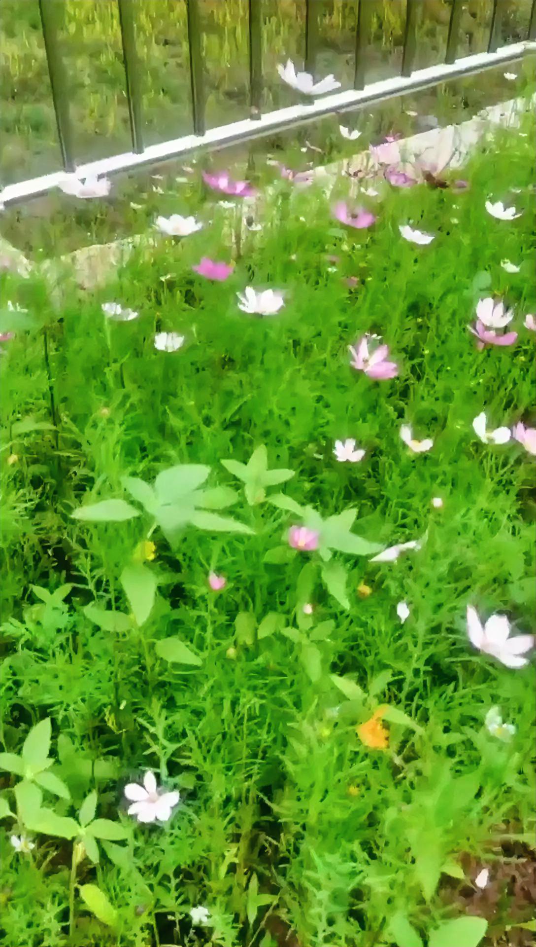 顺手洒下的野花种子，不顾夏日炎炎，不屈的开满庭院，为夏日带来一丝丝清香，一片花海