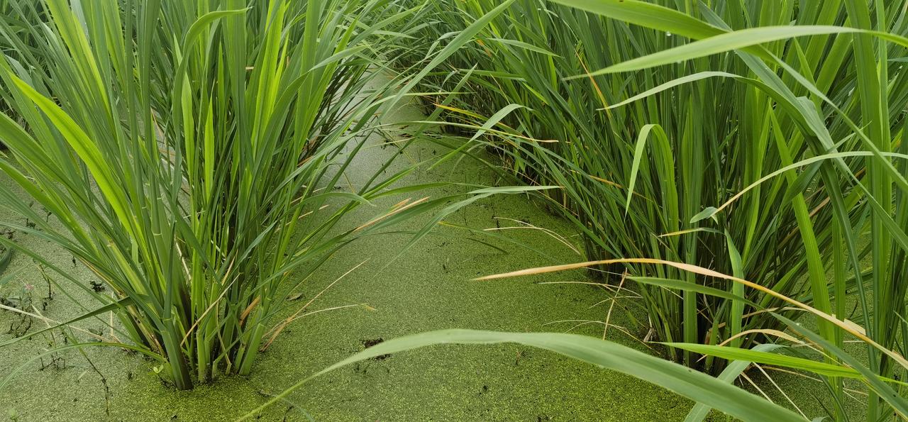 晒晒随手拍摄的果实茭白