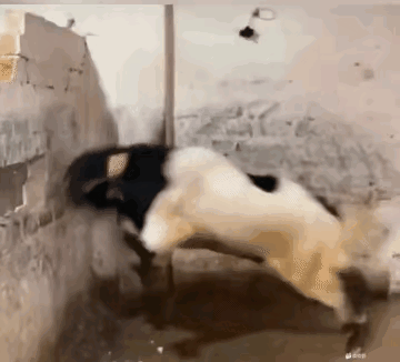 这只山羊的力量真不小，居然用头把这堵墙给撞倒了，这羊脑袋真是很有硬度。这羊被圈在